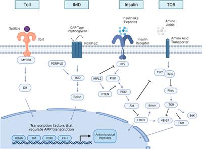 Interactions between innate immunity and insulin signaling affect resistance to infection in insects